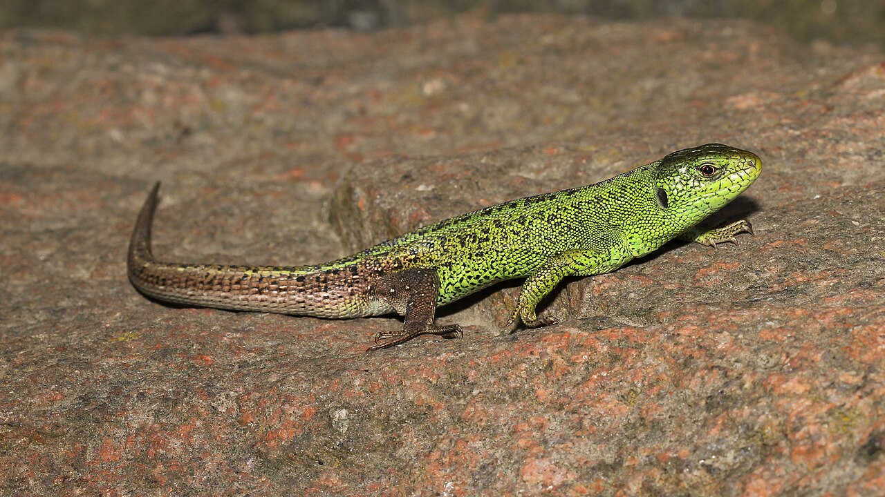 Sand Lizard reference