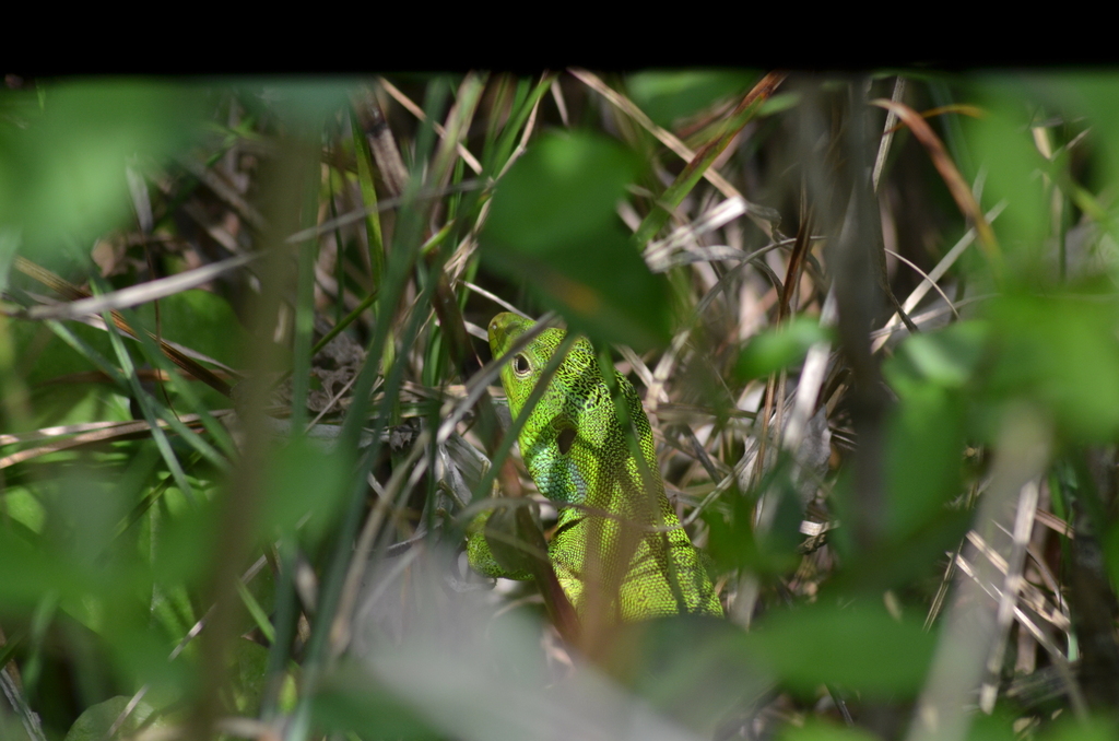 Medium Lizard reference