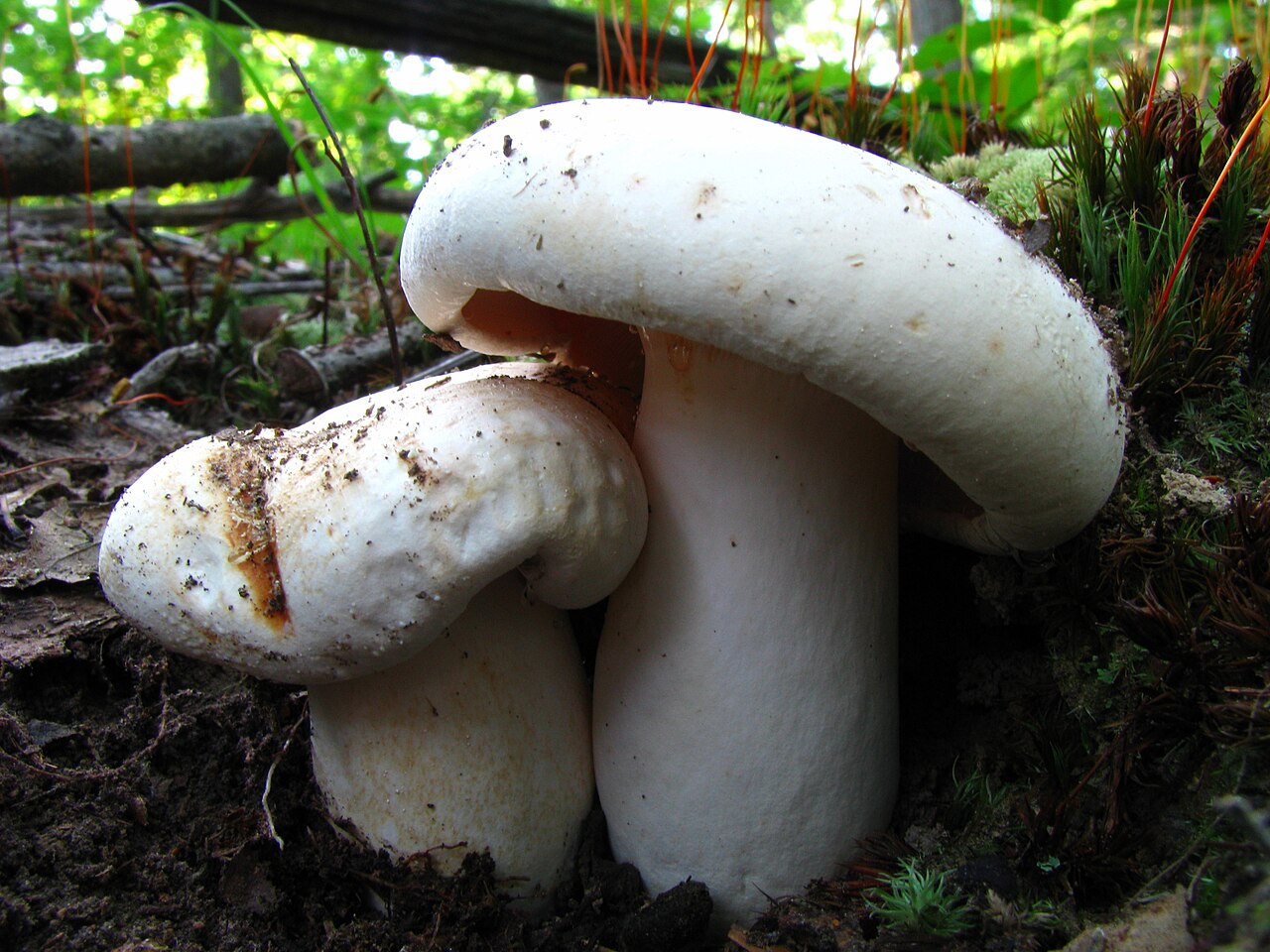 Lactarius deceptivus reference