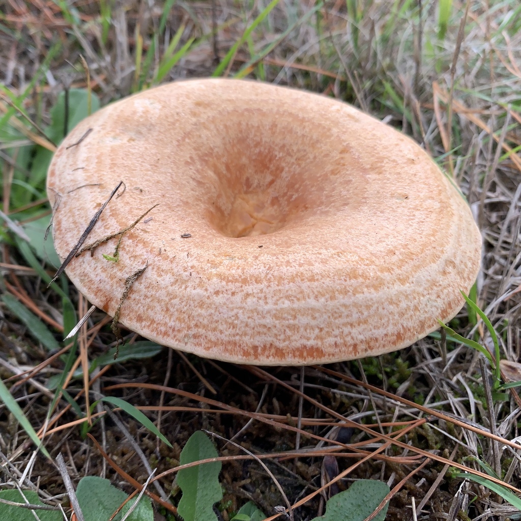 Saffron Milk Cap reference