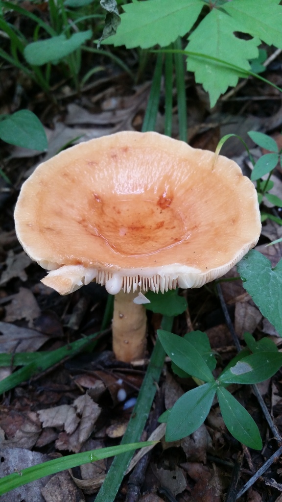 Weeping Milk Cap reference