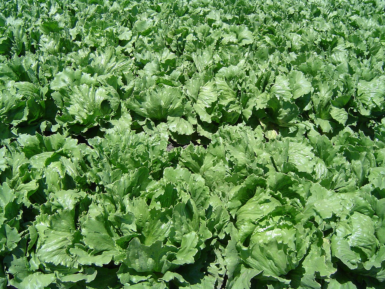 Lettuce reference