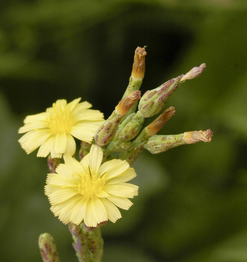 Prickly Lettuce reference