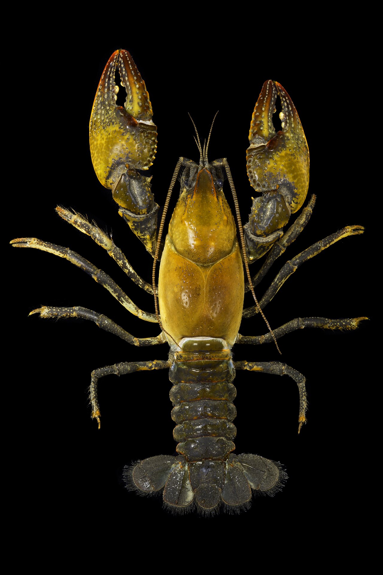 Devil Crayfish reference