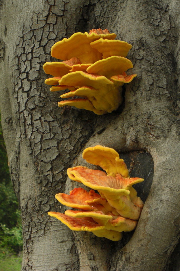 Western Hardwood Sulphur Shelf reference