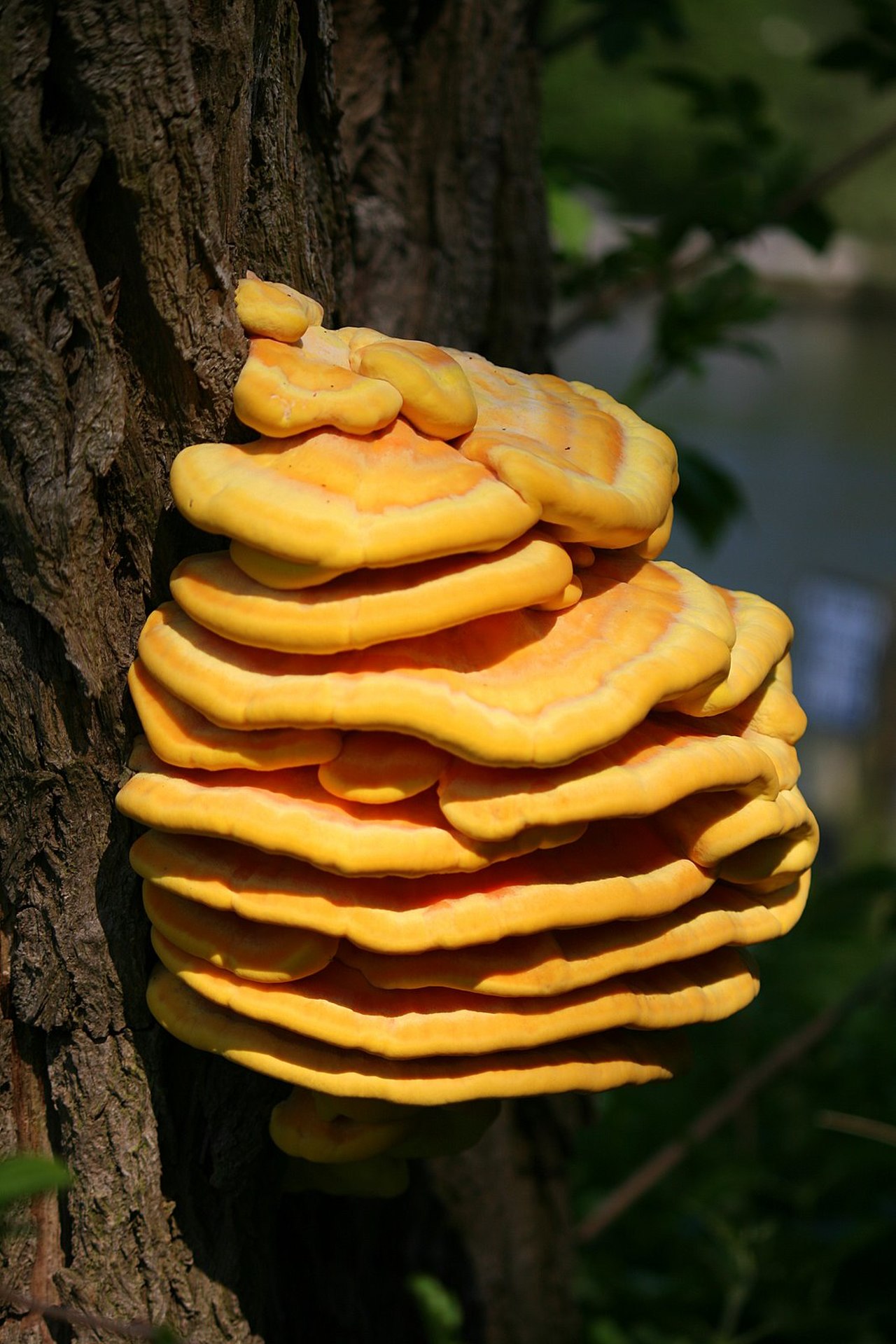 chicken of the woods