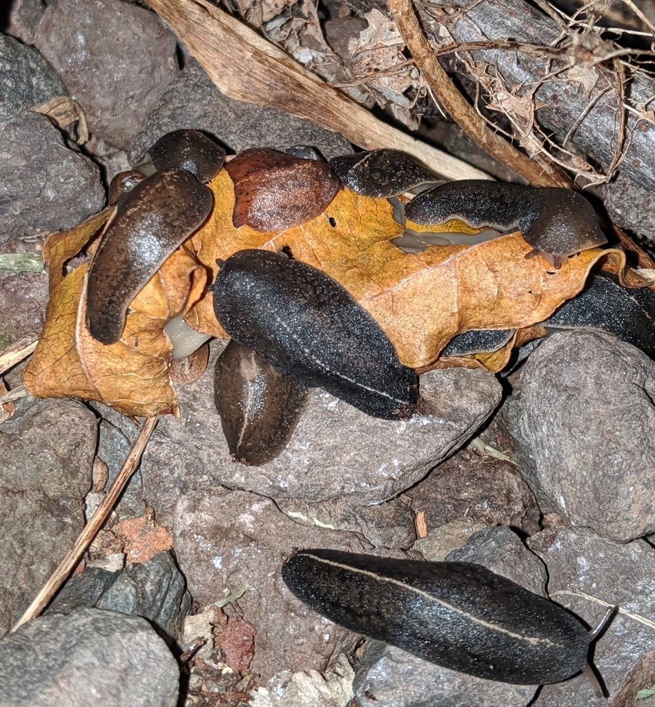 Tropical Leatherleaf Slug reference