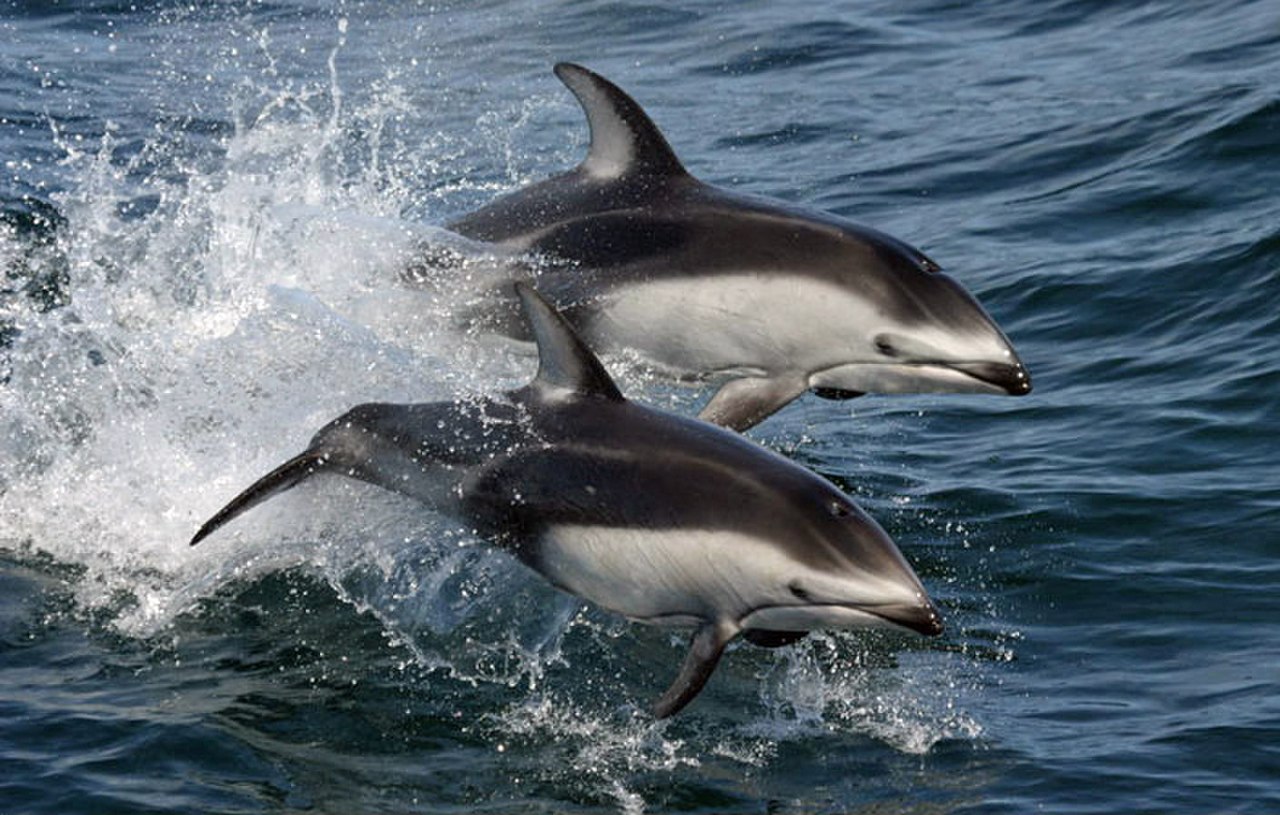 Pacific White-sided Dolphin reference