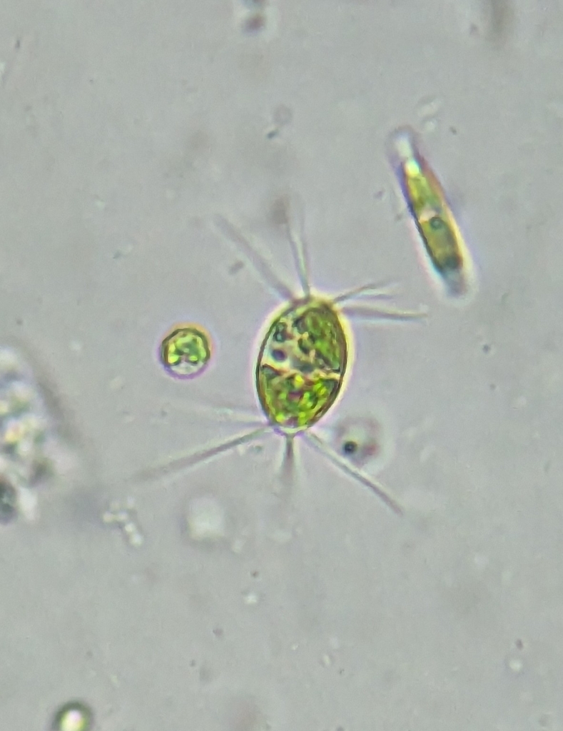 Lagerheimia ciliata reference