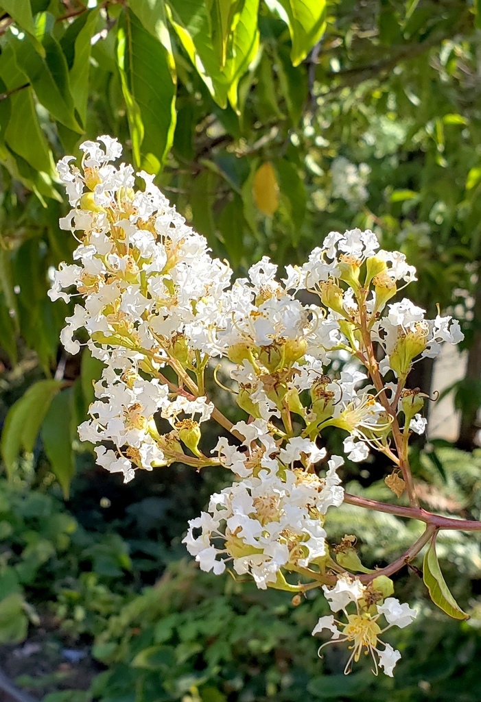 Lagerstroemia fauriei reference