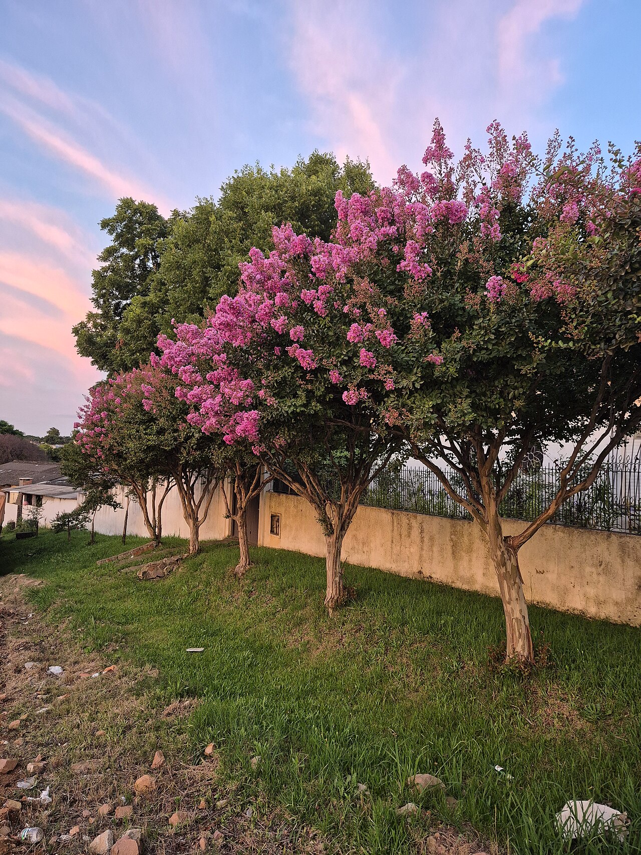 Crape-myrtle reference