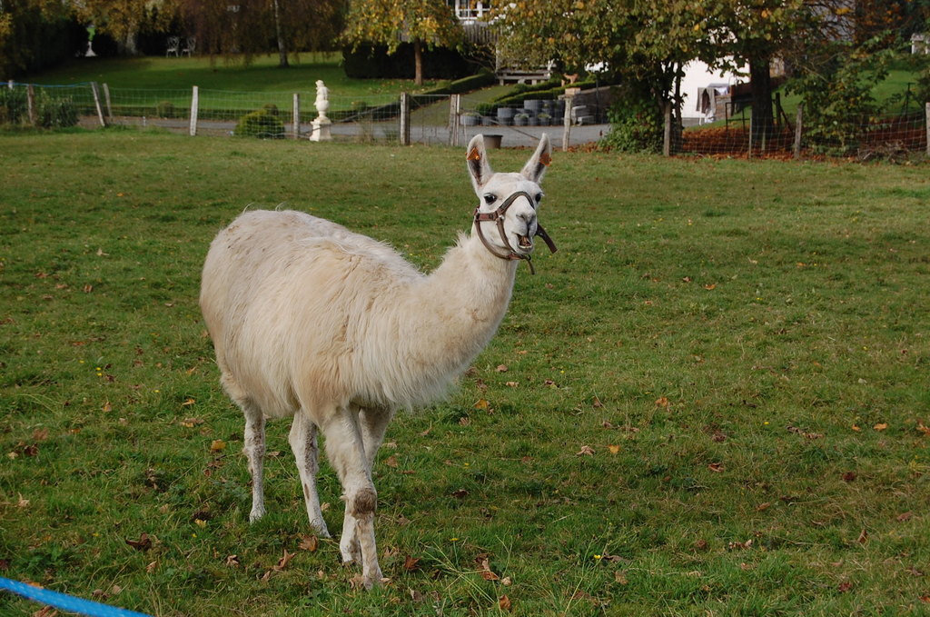 Llama reference