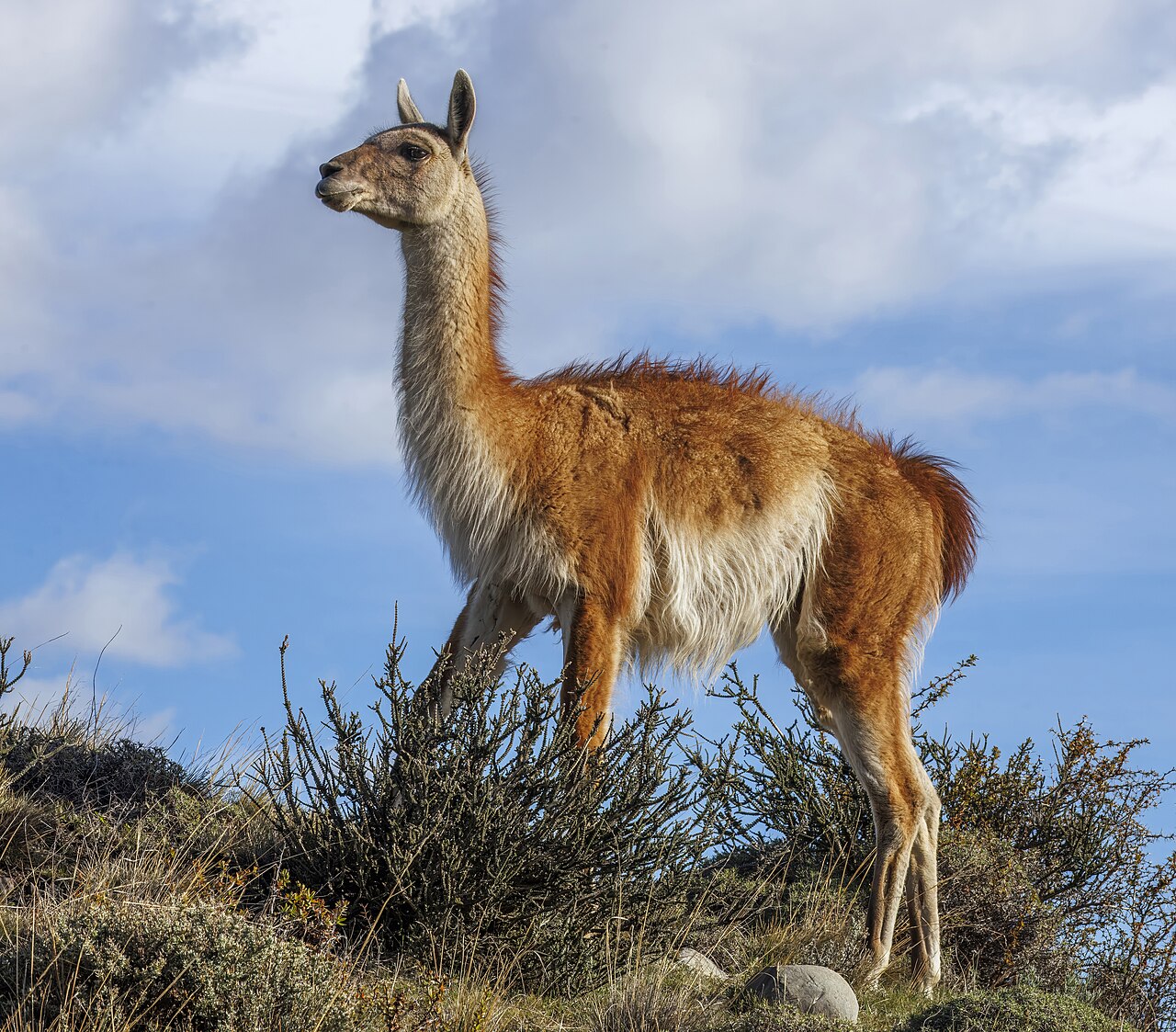 Guanaco reference