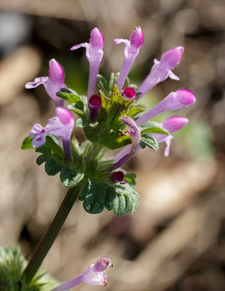 Henbit Deadnettle reference