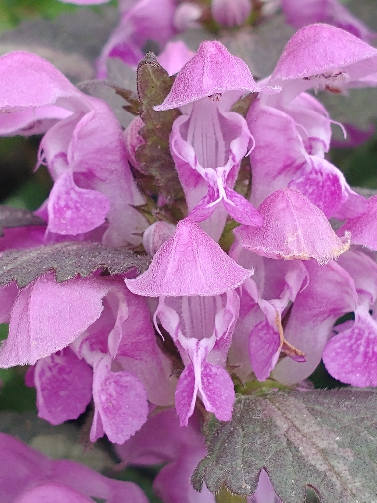 Spotted deadnettle reference