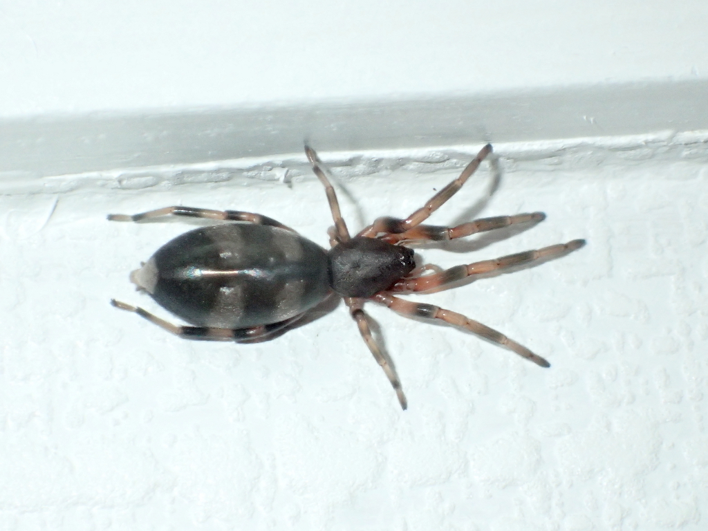 Eastern White-tail Spider reference