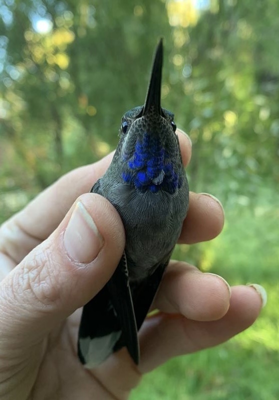 Blue-throated Mountain-gem reference