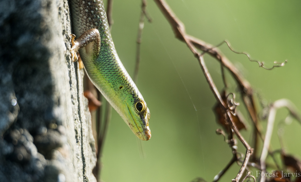 Emerald Tree Skink reference