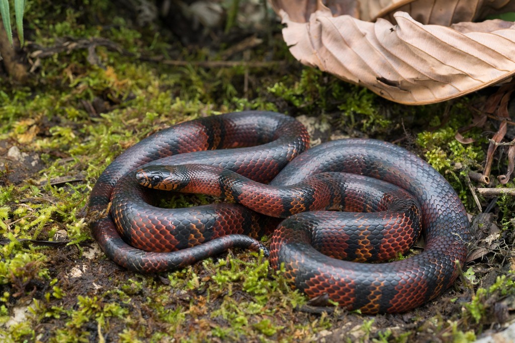 Central American Milksnake reference