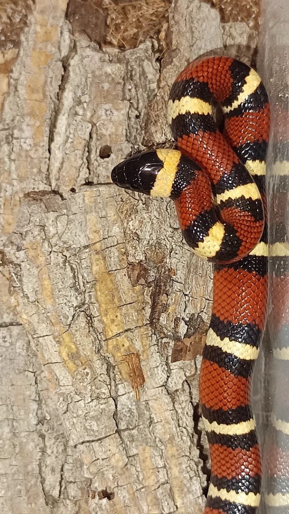 Tamaulipan Milksnake reference