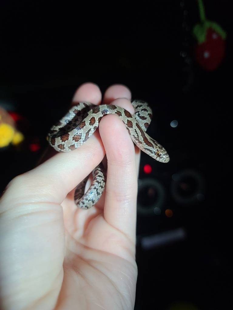 Prairie Kingsnake reference