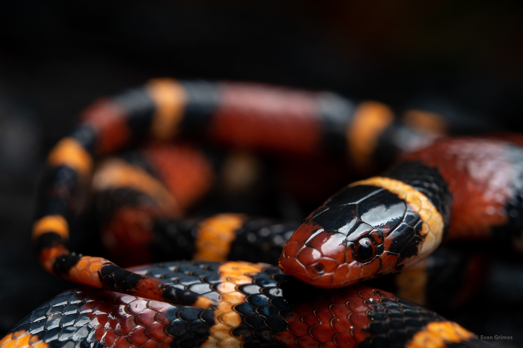 Scarlet Kingsnake reference