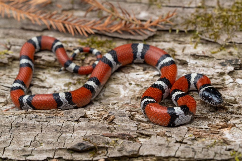 Eastern Milksnake reference