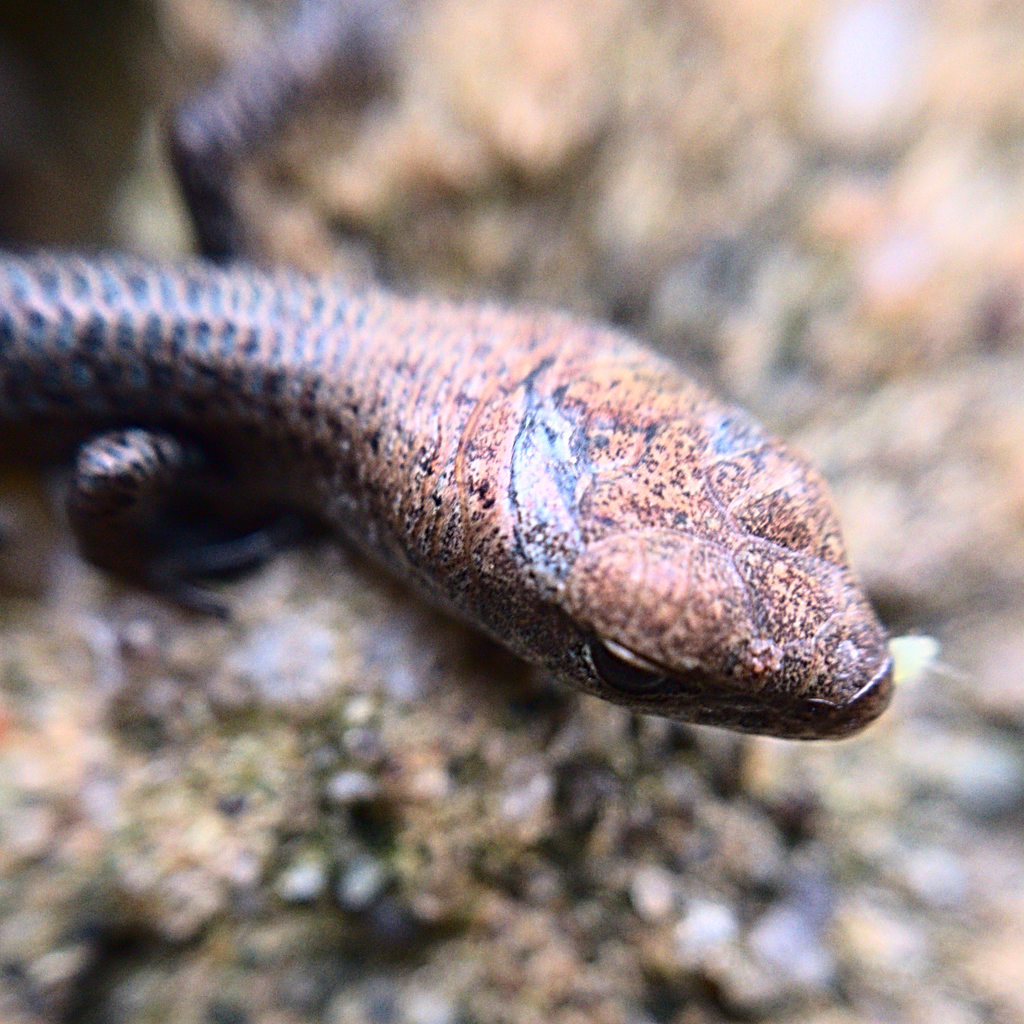 Pale-flecked Garden Sunskink reference
