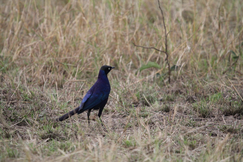 Rüppell's Starling reference