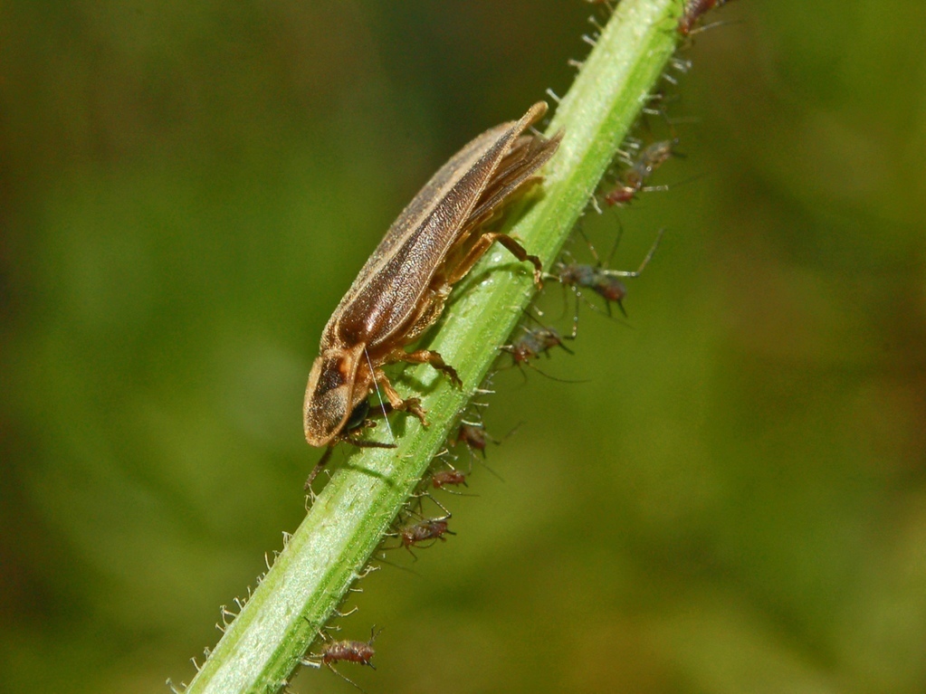 Common Glow-worm reference