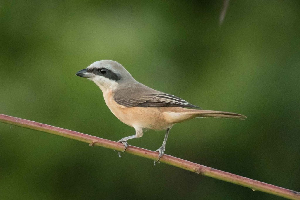 Brown Shrike reference