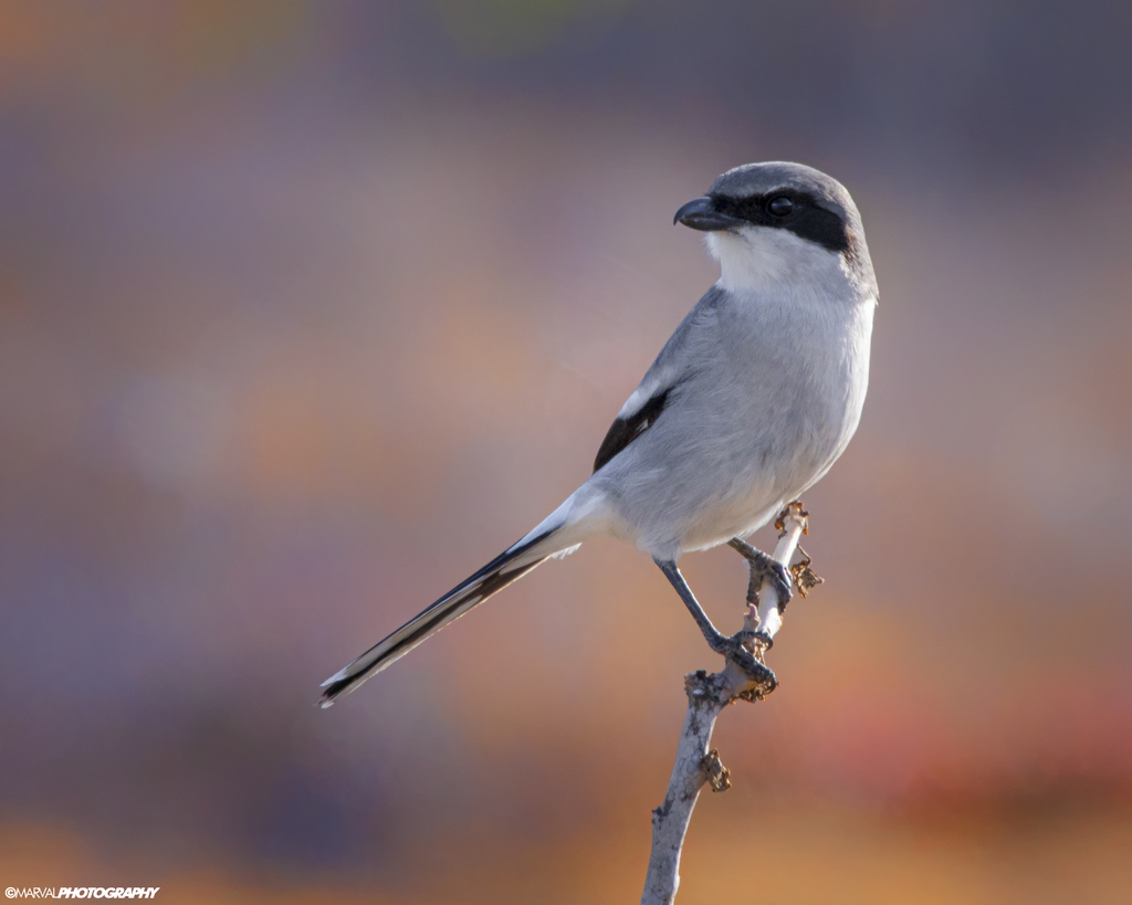 Loggerhead Shrike reference
