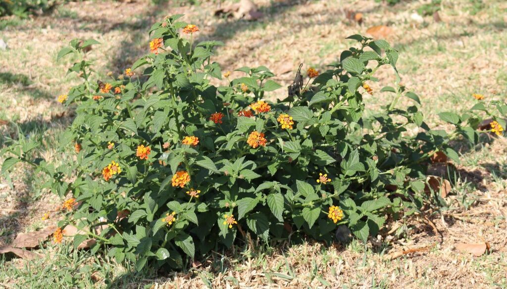 common lantana reference