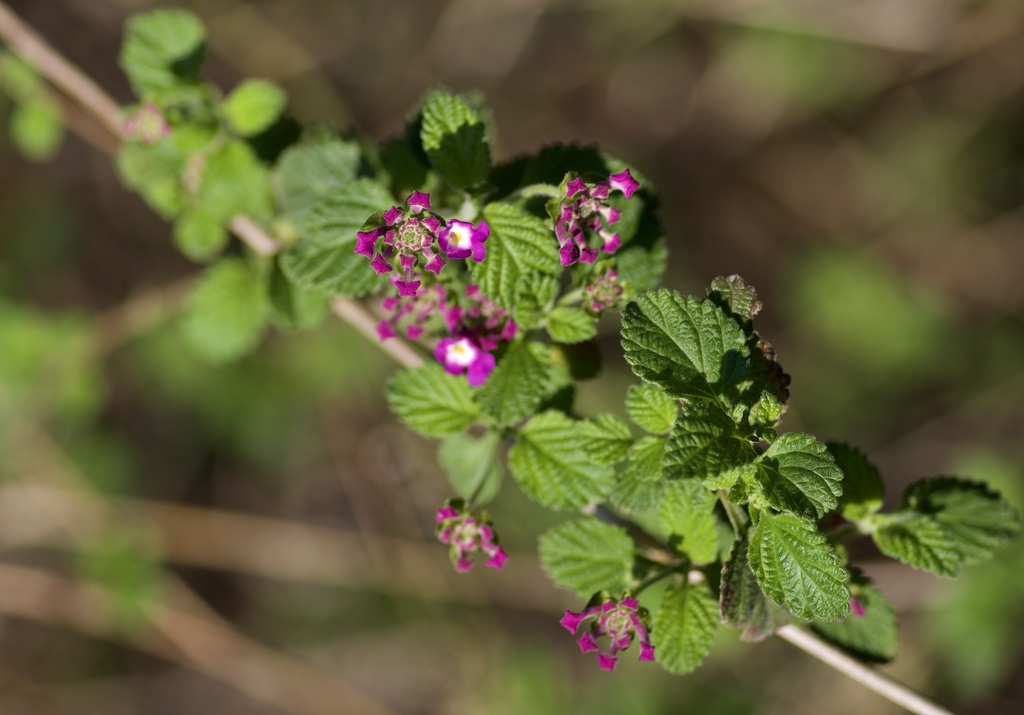 creeping lantana reference