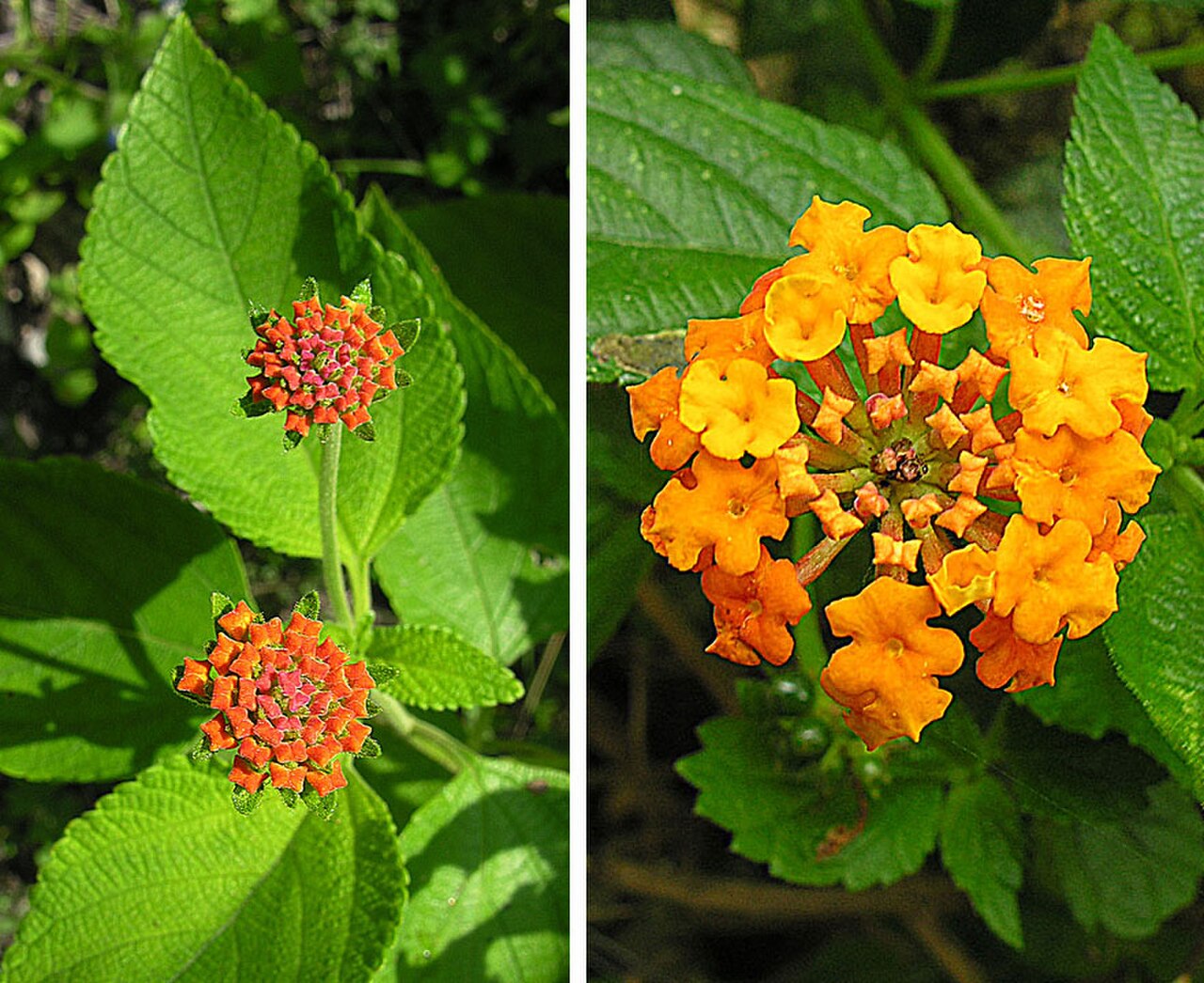 Texas Lantana reference