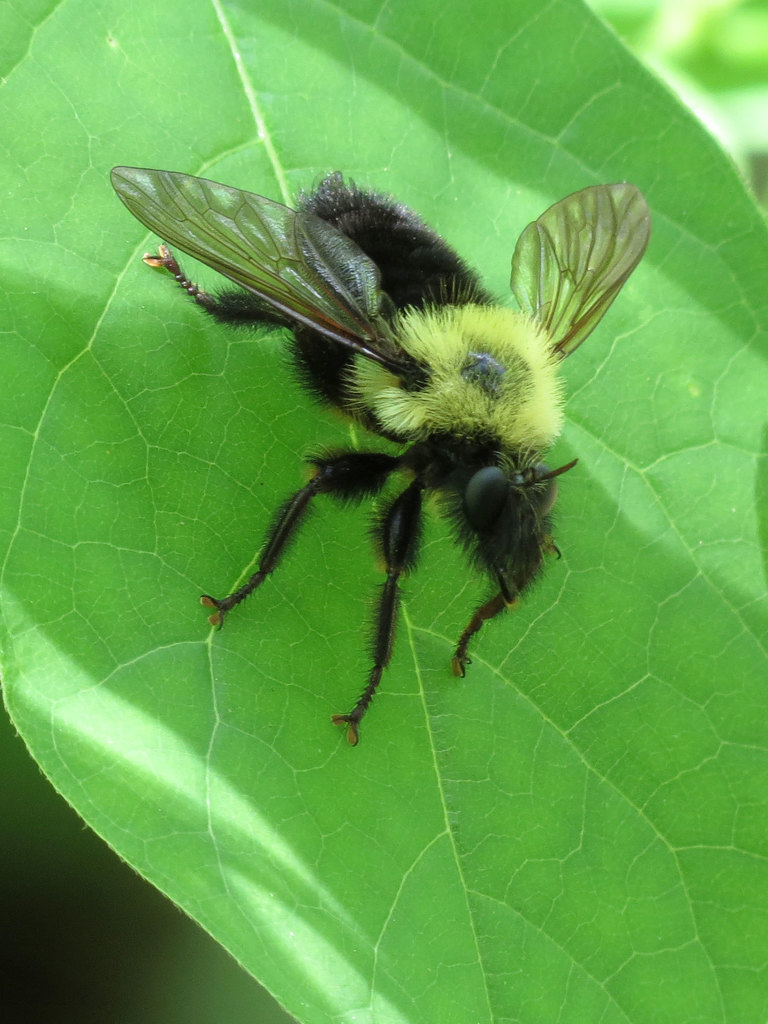 Eastern Yellow-backed Laphria reference