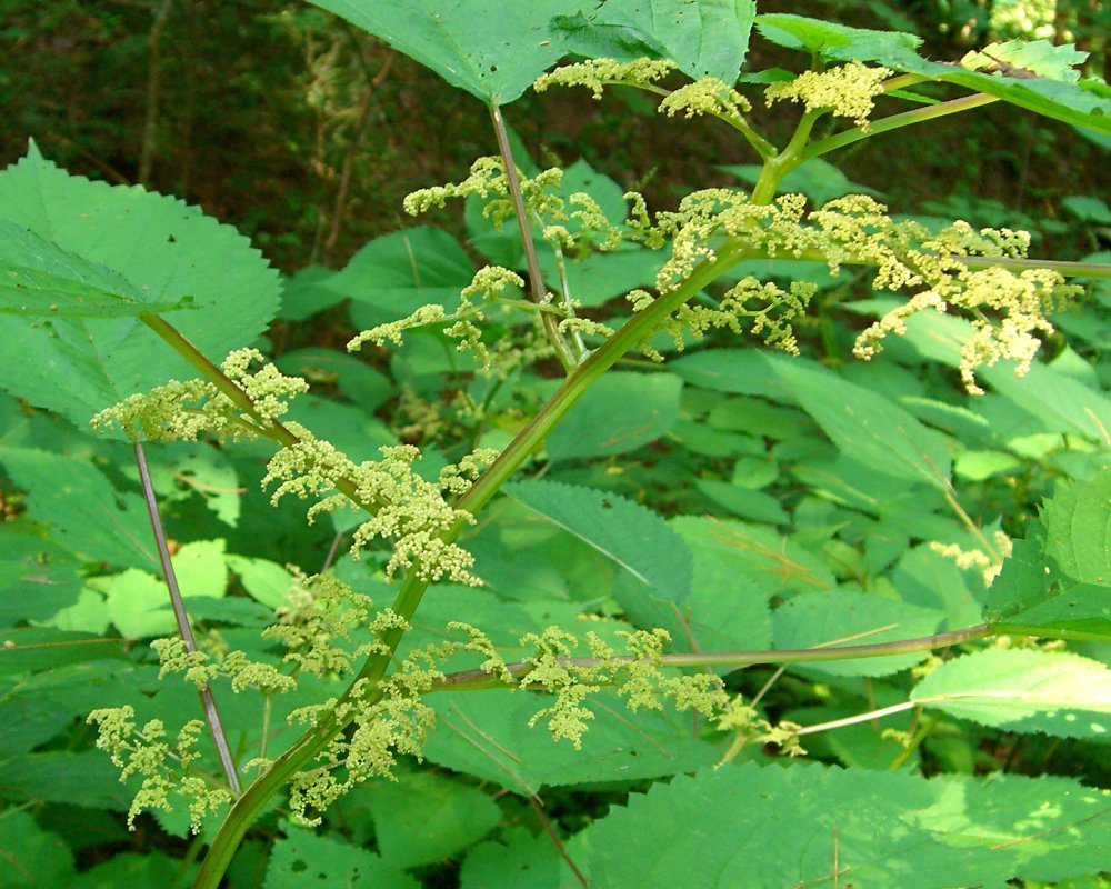 wood nettle reference