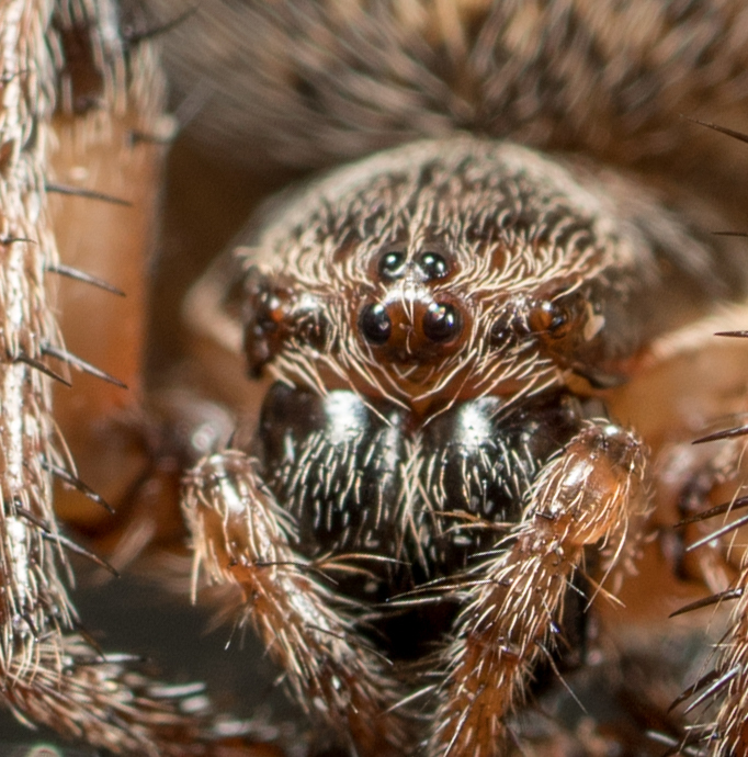 Furrow Orbweaver reference