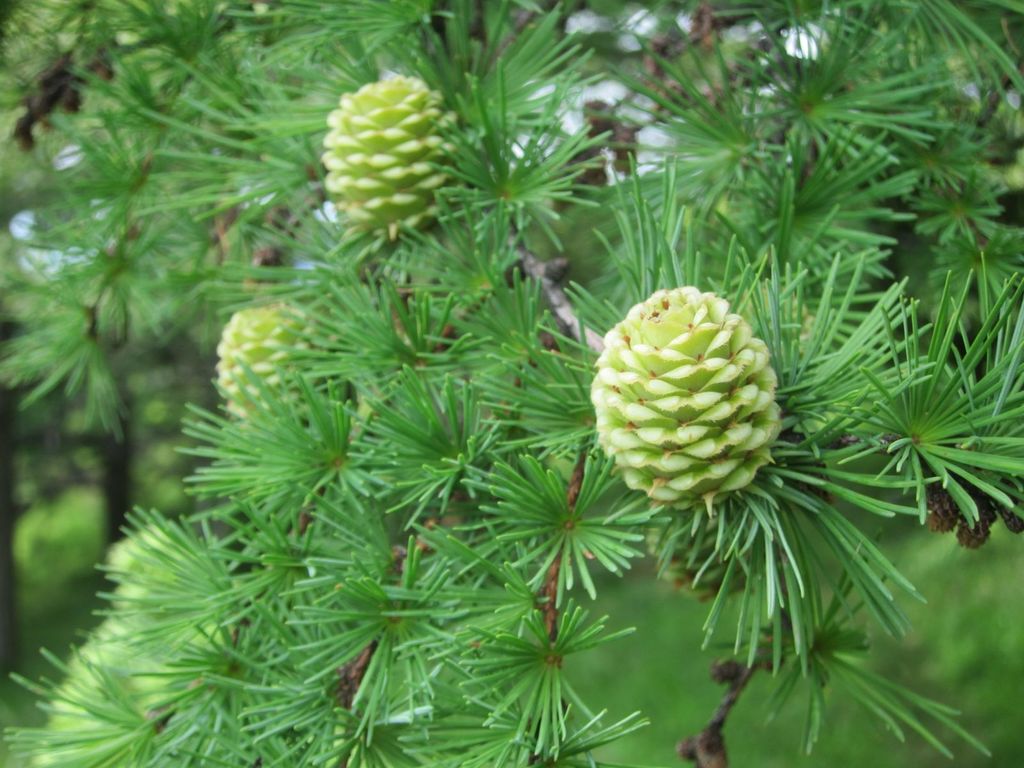 Japanese larch reference
