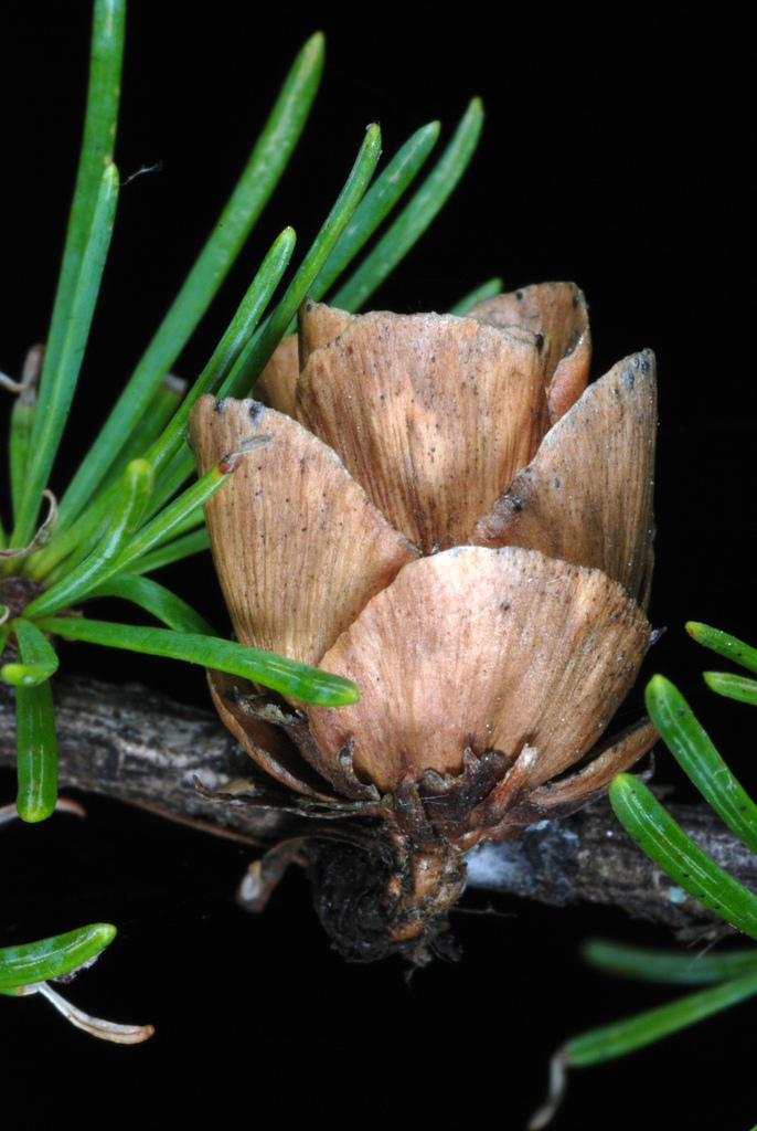 tamarack reference