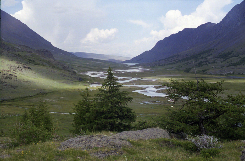 Siberian larch reference