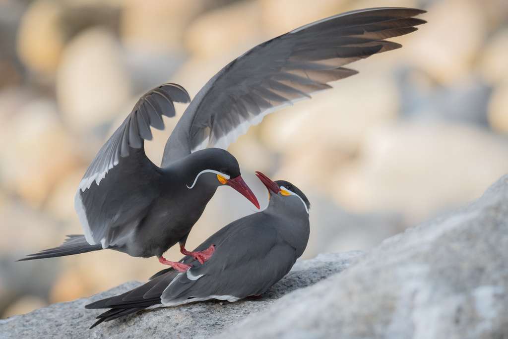 Inca Tern reference