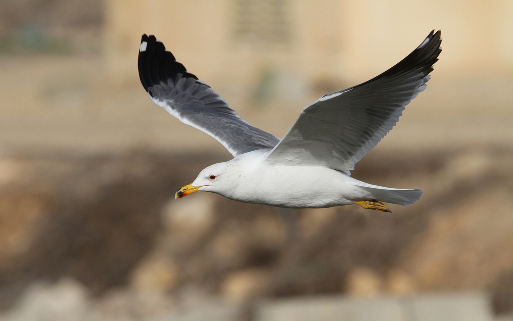 Armenian Gull reference