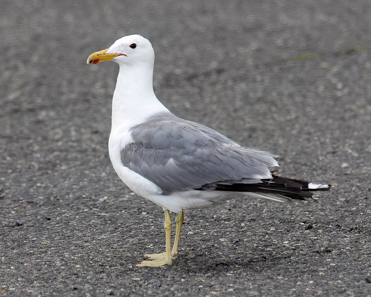 California Gull reference