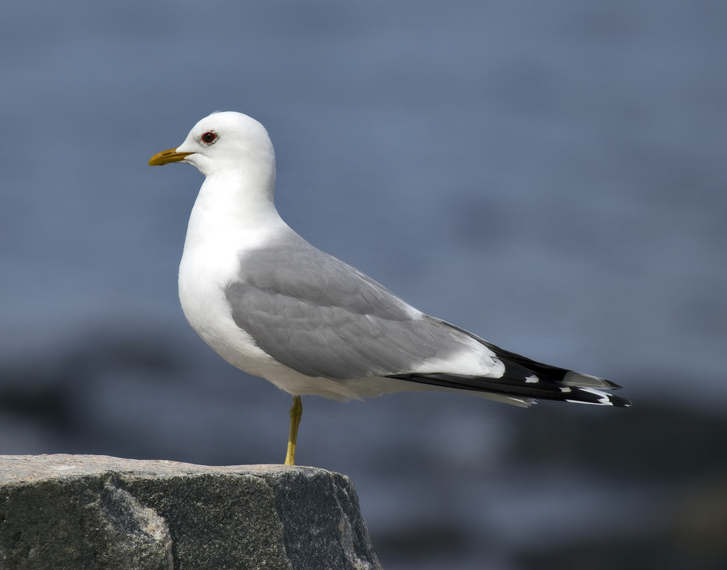 Common Gull reference