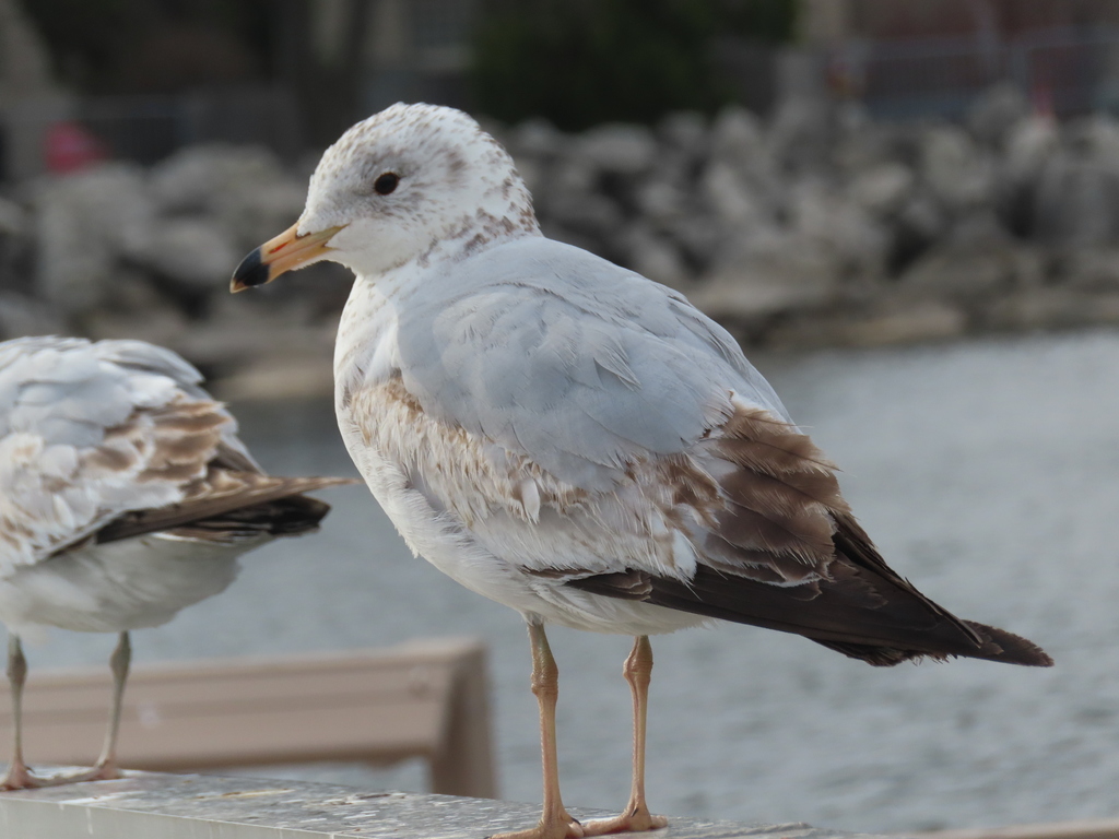 Ring-billed Gull reference