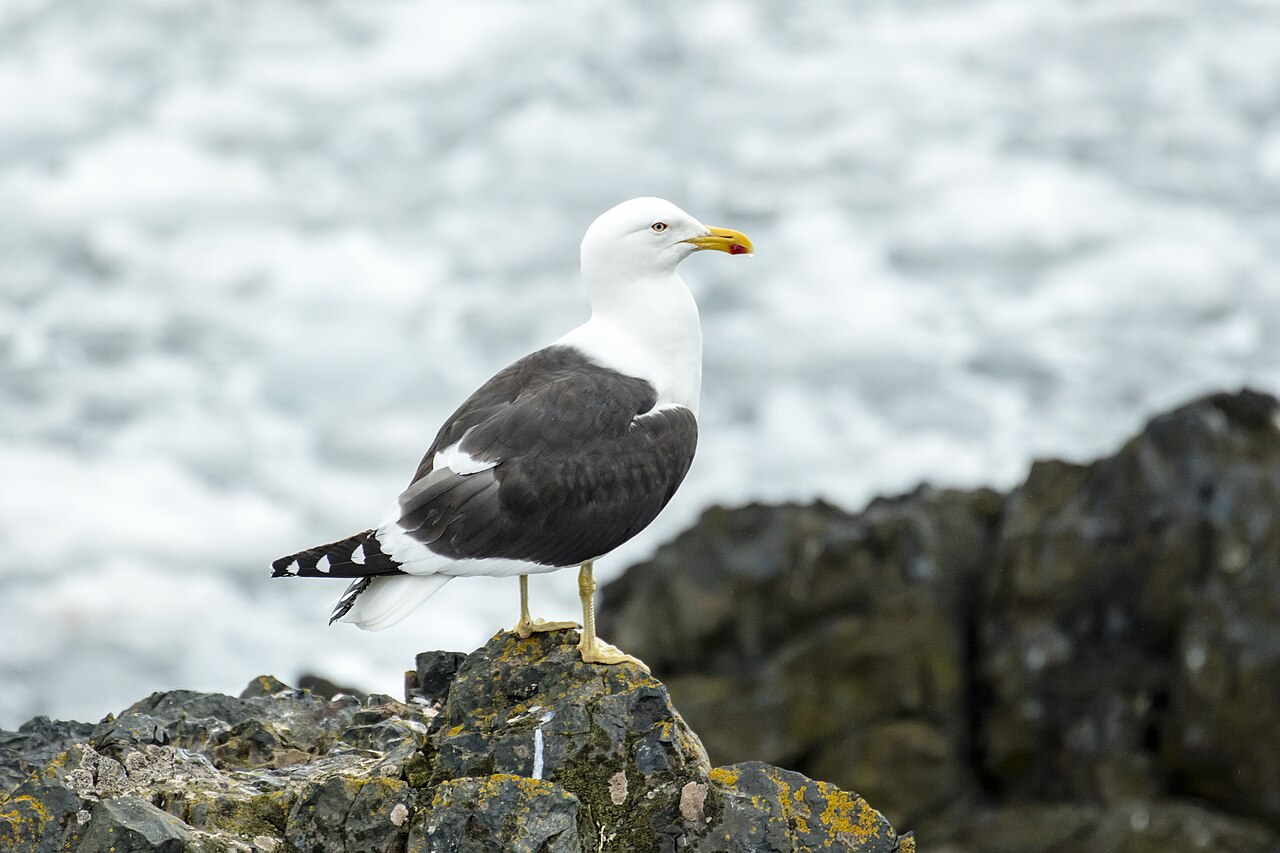 Kelp Gull reference