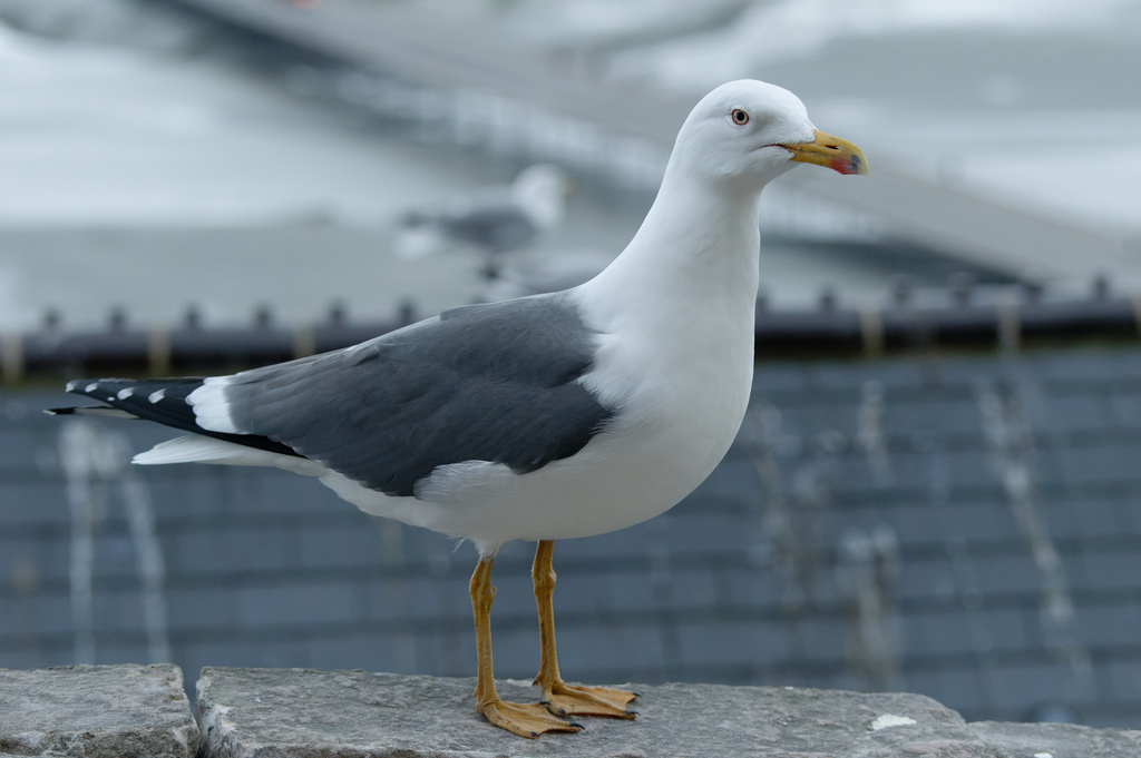 Lesser Black-backed Gull reference