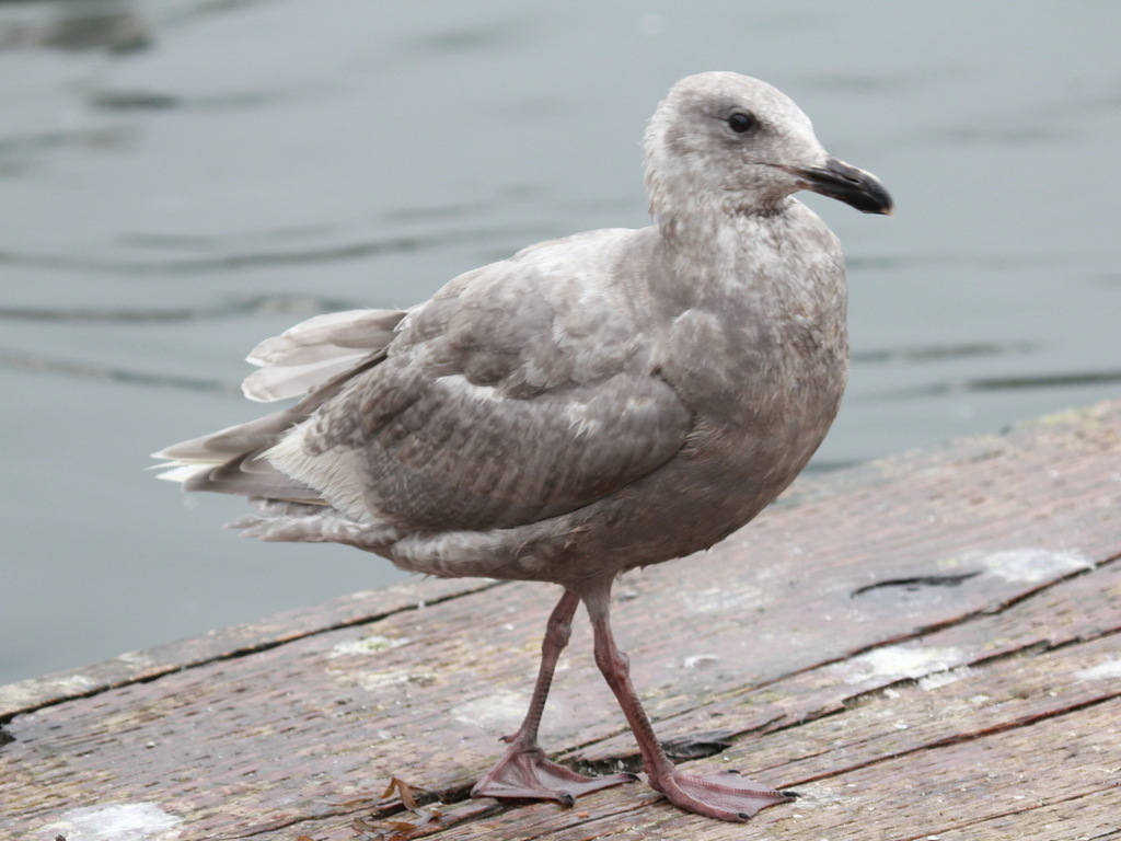 Glaucous-winged Gull reference