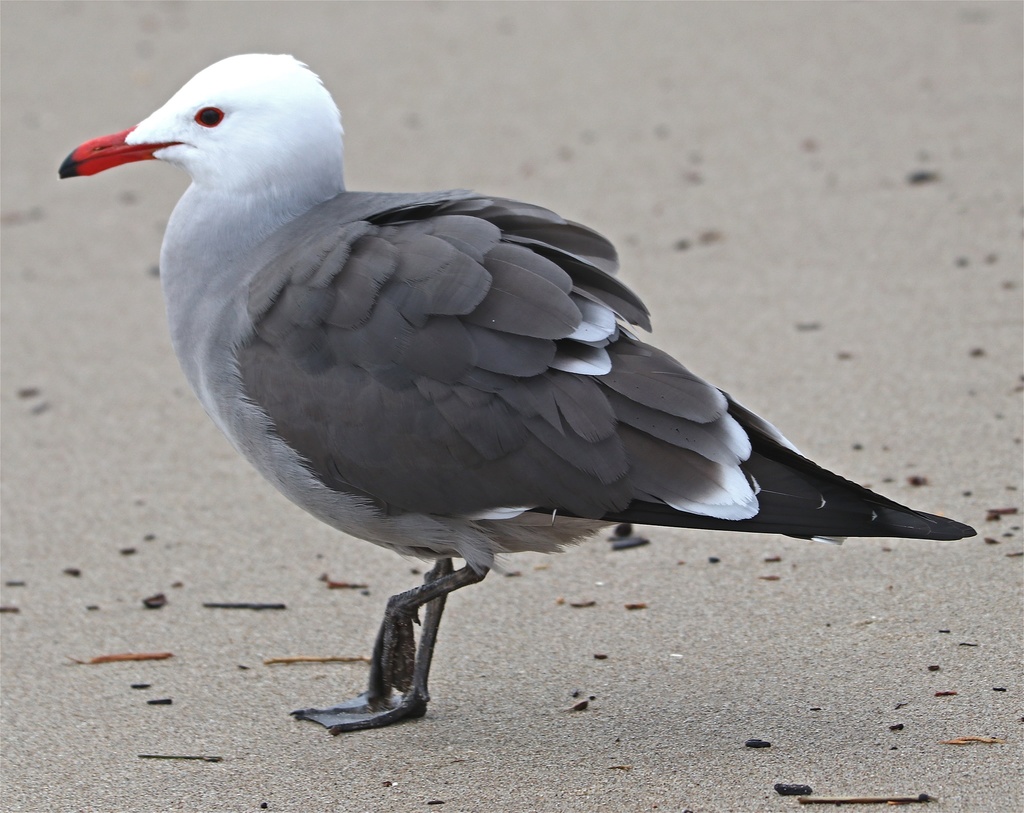 Heermann's Gull reference